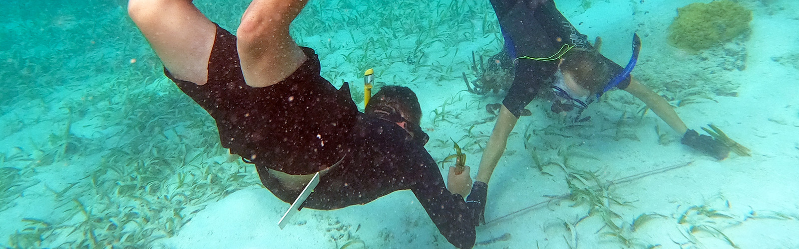 Students are snorkeling in the ocean and measuring parts of the sandy bottom.